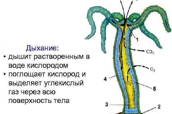 Блэк спрут ссылка club