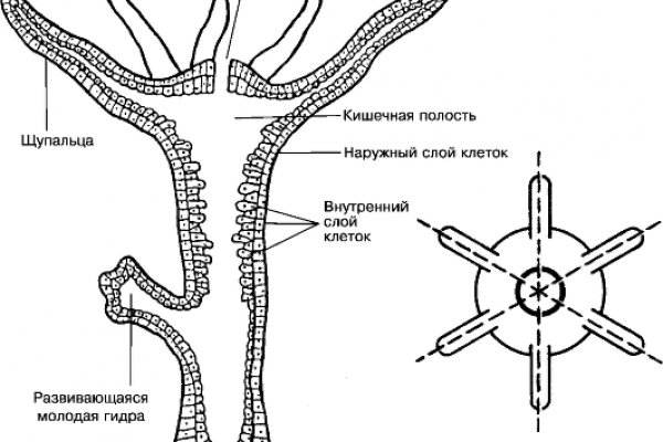 Ссылка блекспрут тор