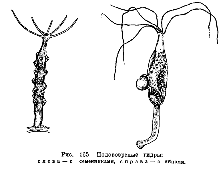 Блэкспрут как зайти blacksprut2web in